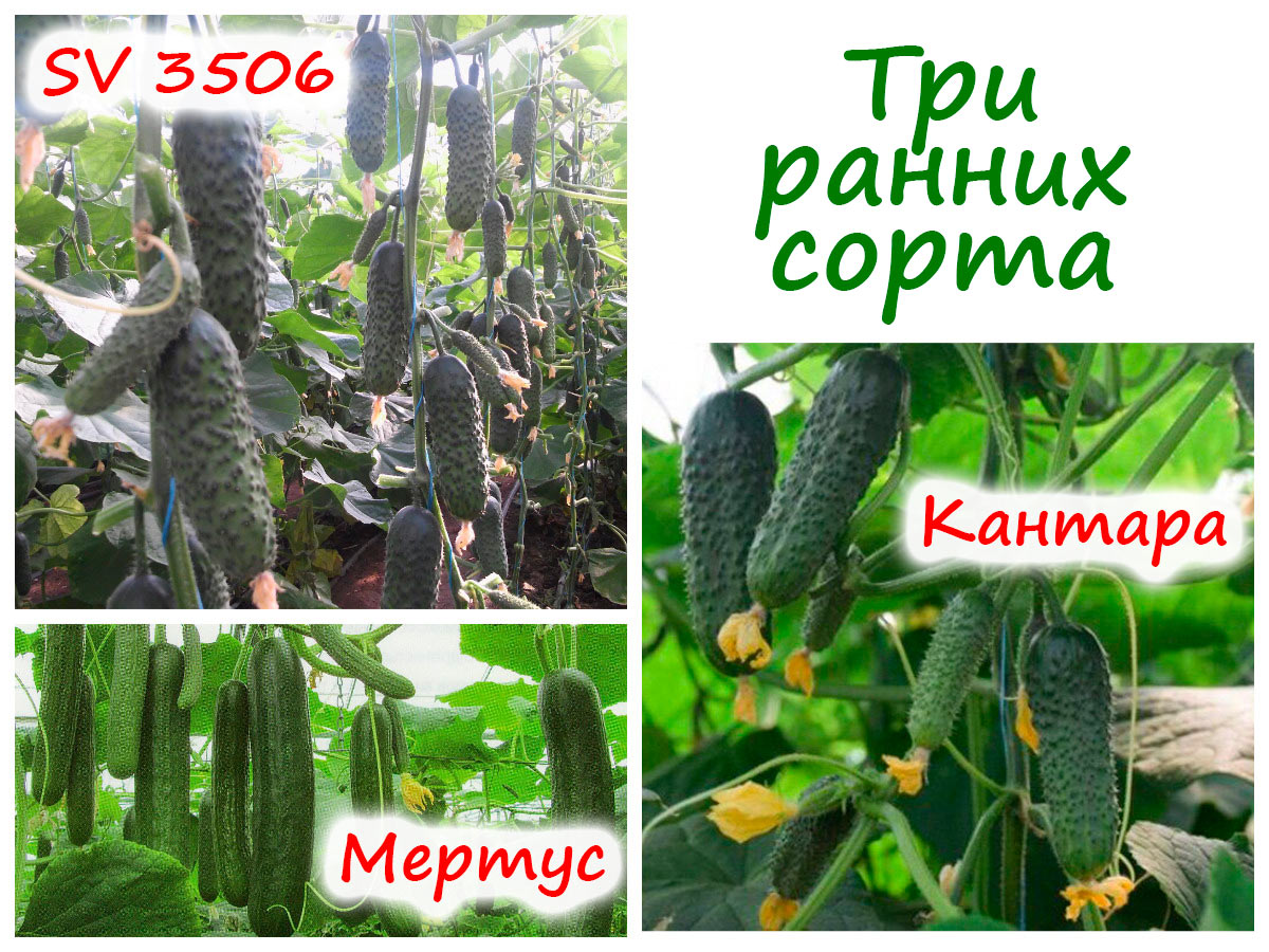 Сорта огурцов