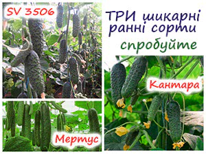 Сорти огірків
