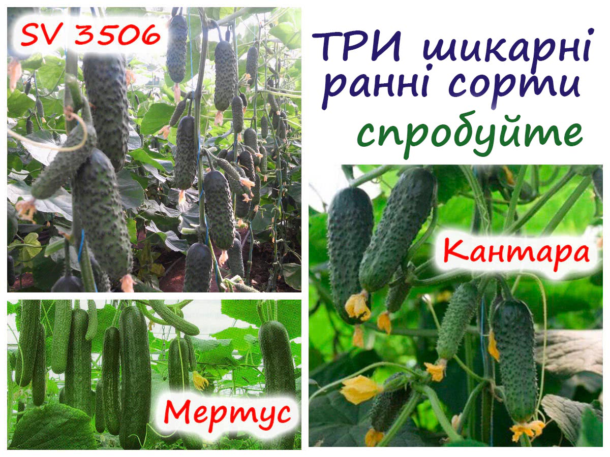 Сорти огірків