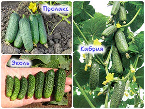 Сорта огурцов