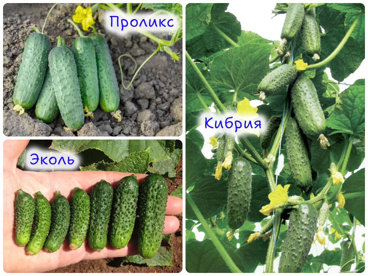 Сорта огурцов