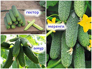 Сорта огурцов