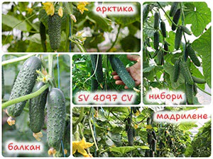Пять сортов огурцов