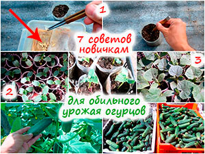 Выращивание огурцов
