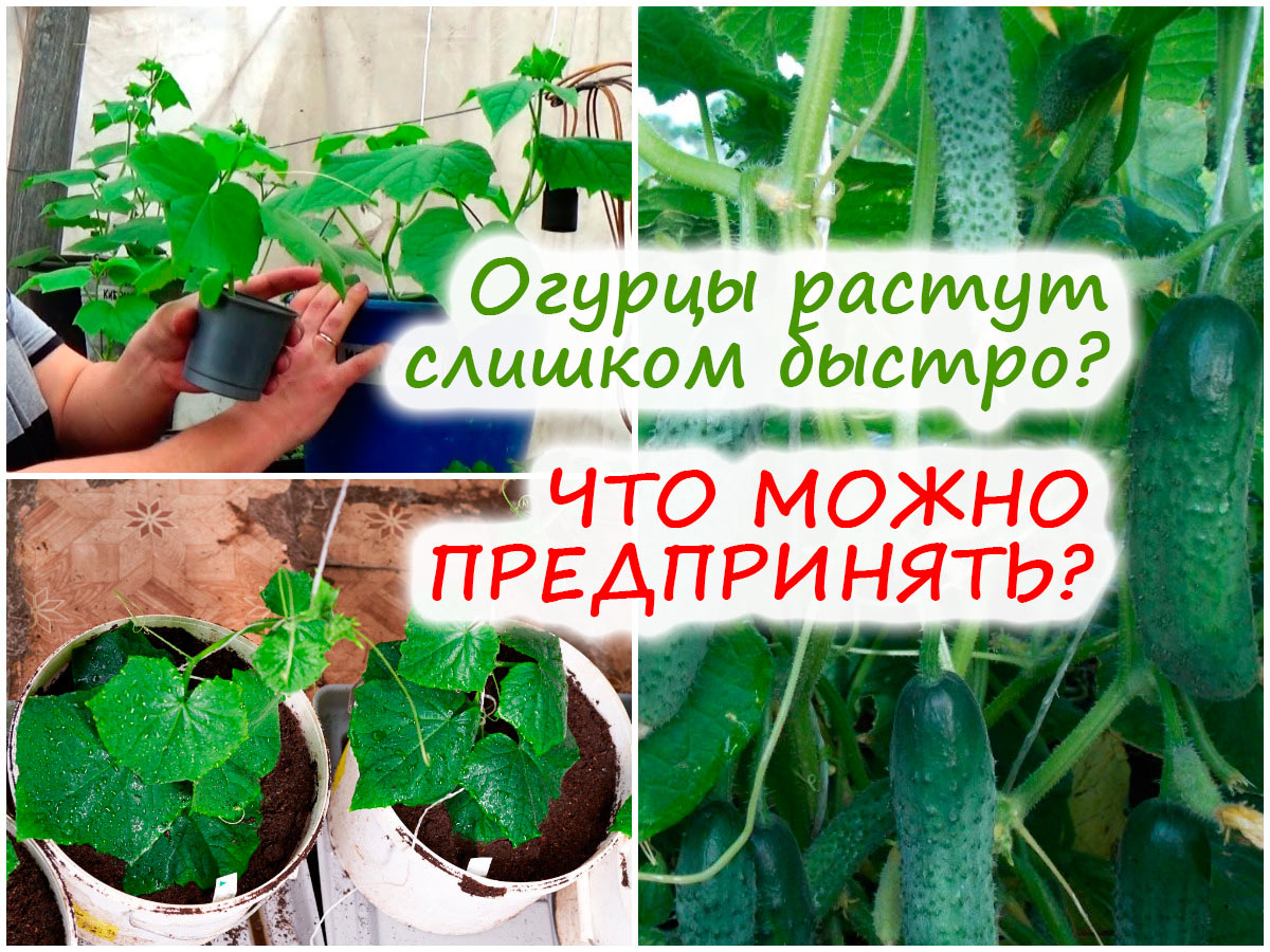 Выращивание огурцов в ведре