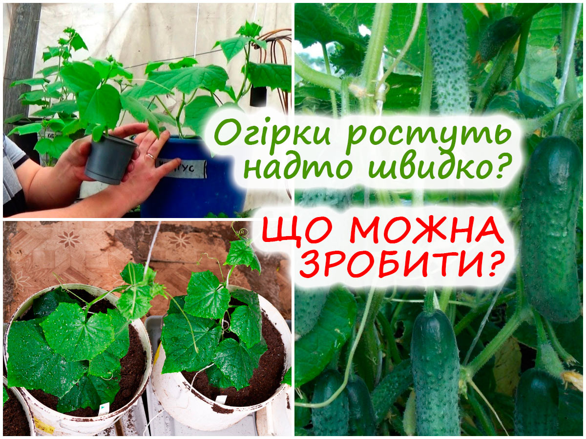 Вирощування огірків у відрі