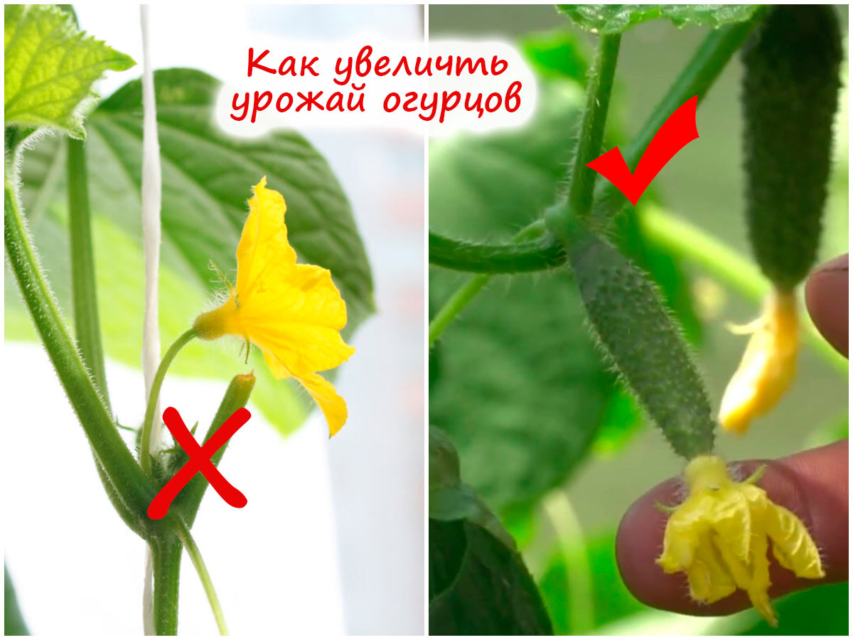 Пустоцветы на огурцах
