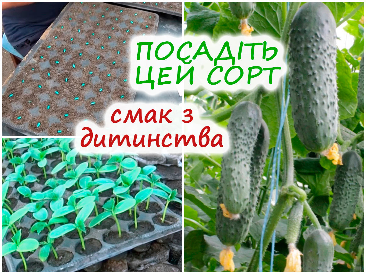 Посів огірків на розсаду в касети