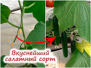 Сорт огурца Мертус
