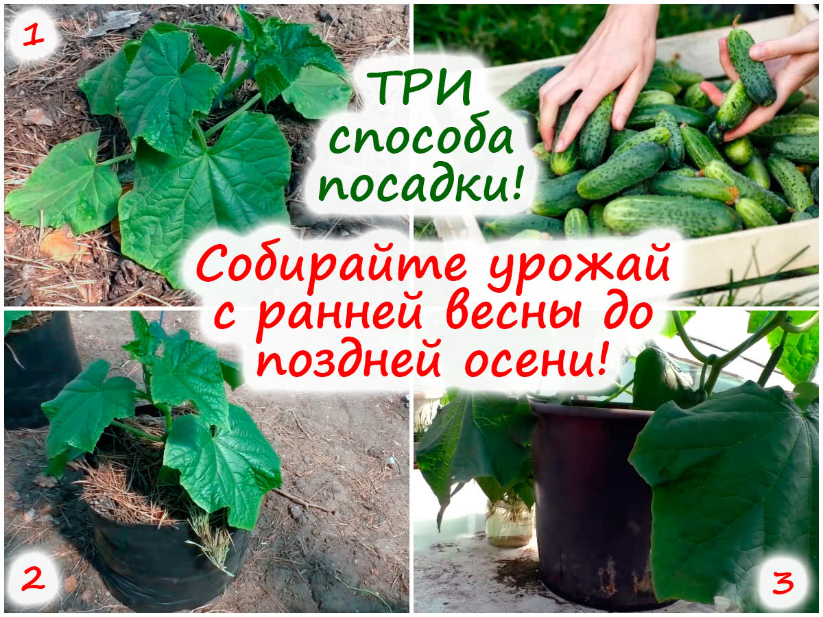 Посадка огурцов в теплице