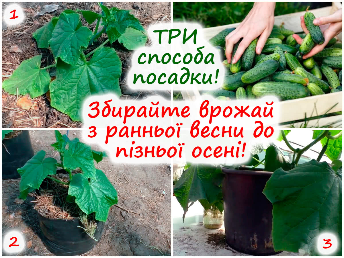 Посадка огірків у теплиці