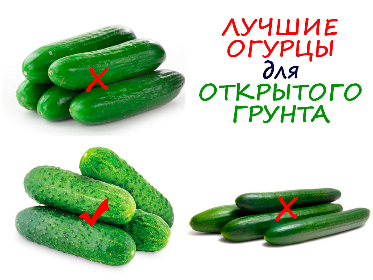 Огурцы для открытого грунта