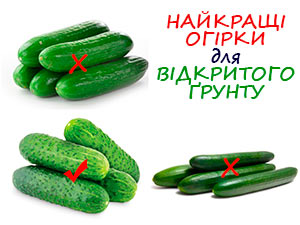 Огірки для відкритого ґрунту