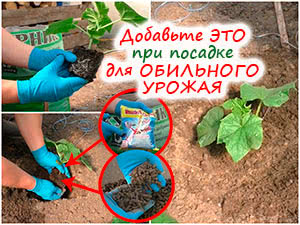 Посадка рассады огурцов в теплицу