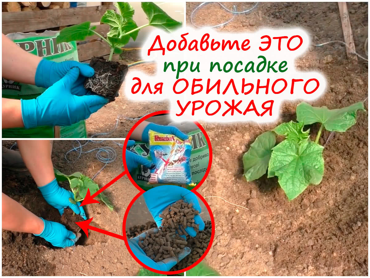 Посадка рассады огурцов в теплицу