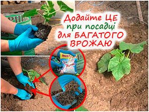 Посадка розсади огірків у теплицю