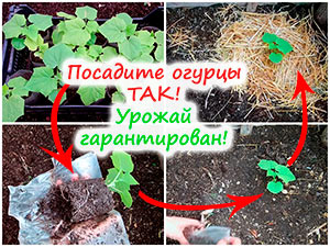 Посадка огурцов в теплицу
