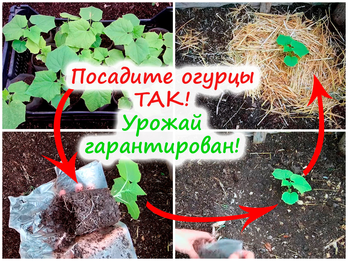 Посадка огурцов в теплицу