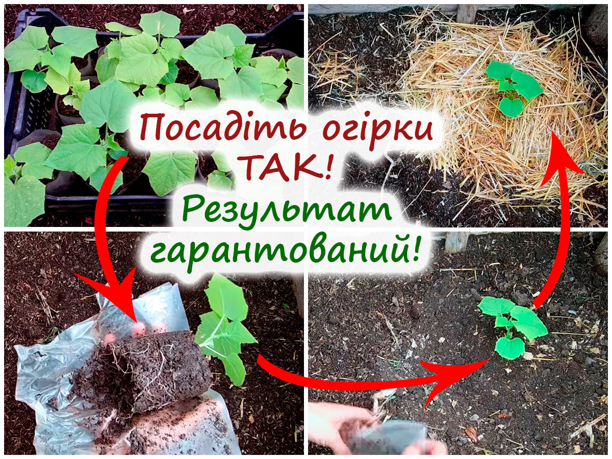 Посадка огірків у теплицю