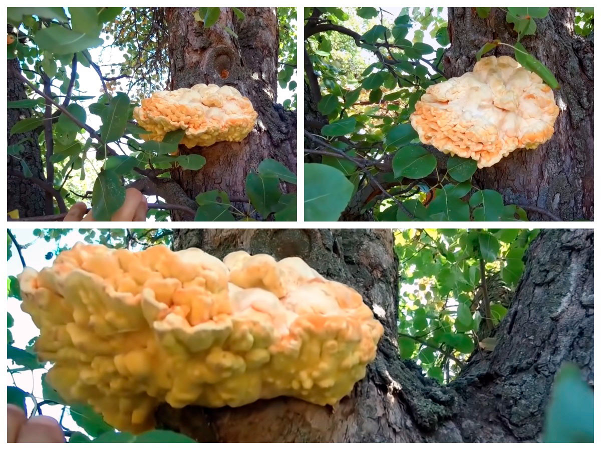 Гриб Куриное мясо