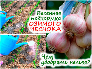 Подкормка озимого чеснока весной