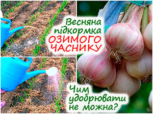 Підживлення озимого часнику навесні