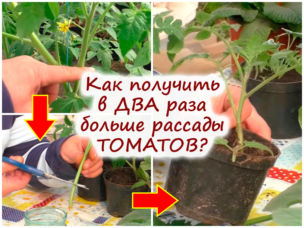 Пасынкование томатов