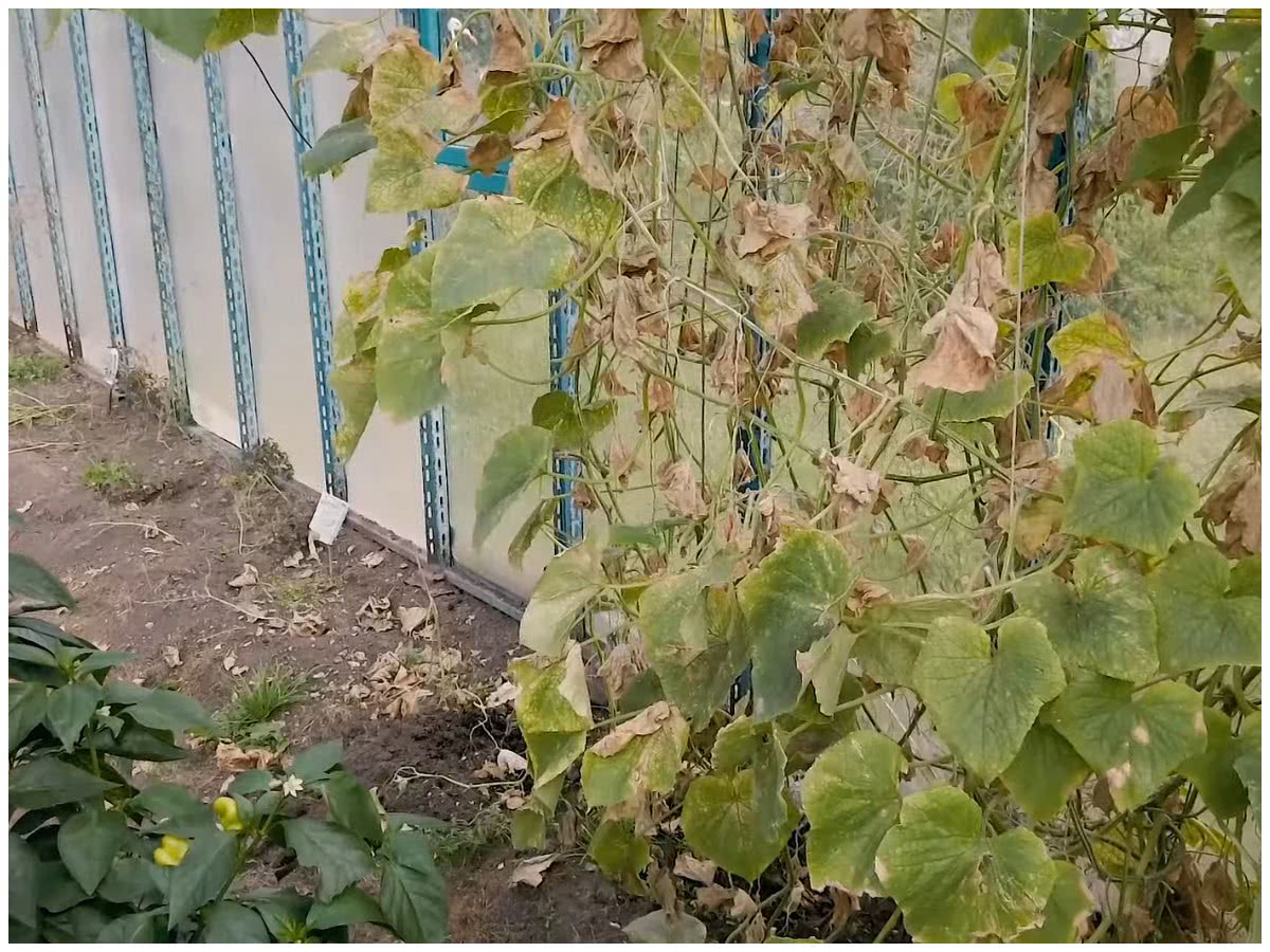 Паутинный клещ на огурцах
