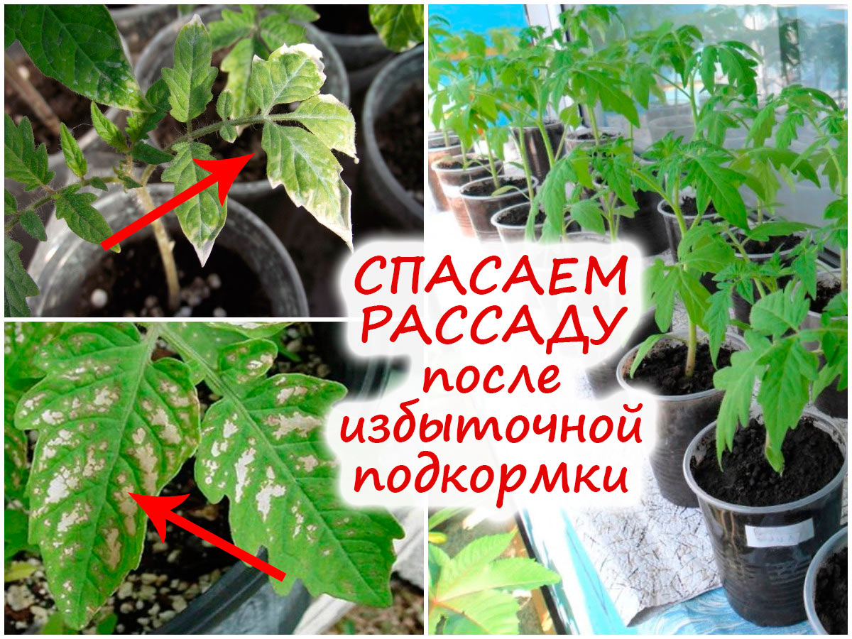 Восстановление растений после переподкормки