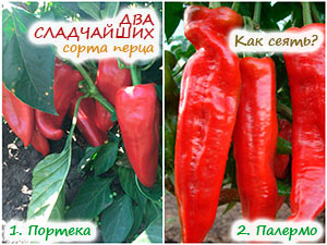 Два сладчайших сорта перца