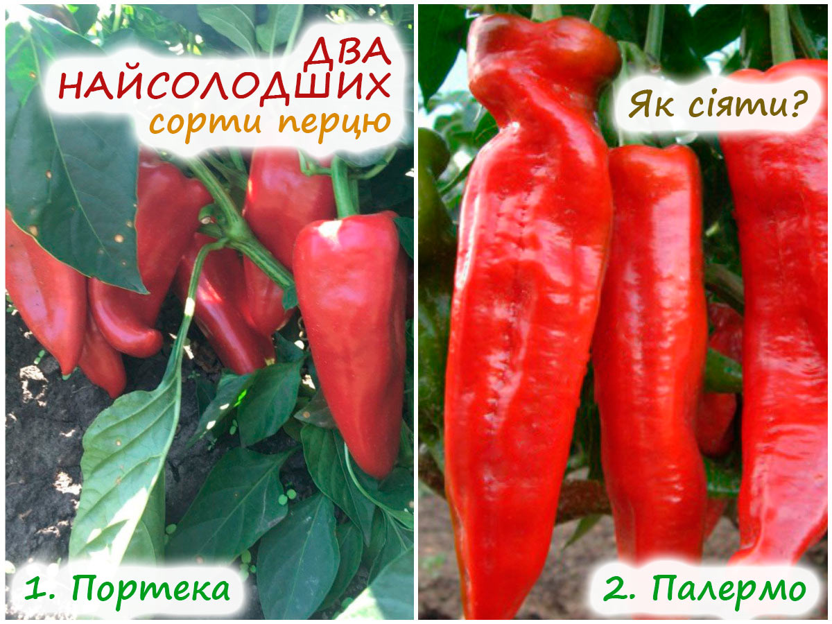 Два найсолодші сорти перцю