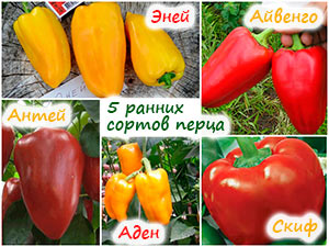 5 ранних сортов сладкого перца
