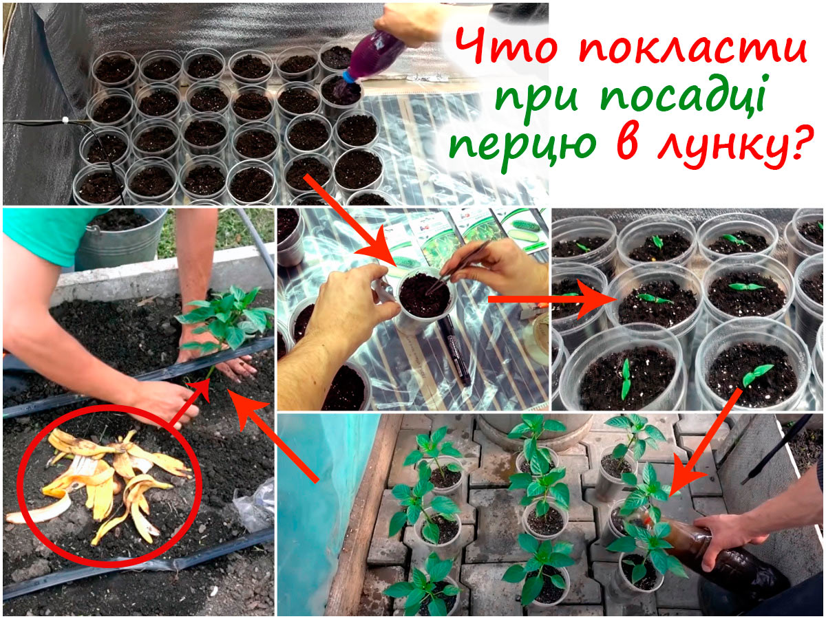 Вирощування розсади перцю
