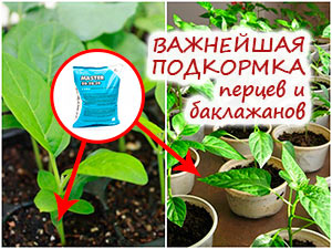 Подкормка баклажанов и перца