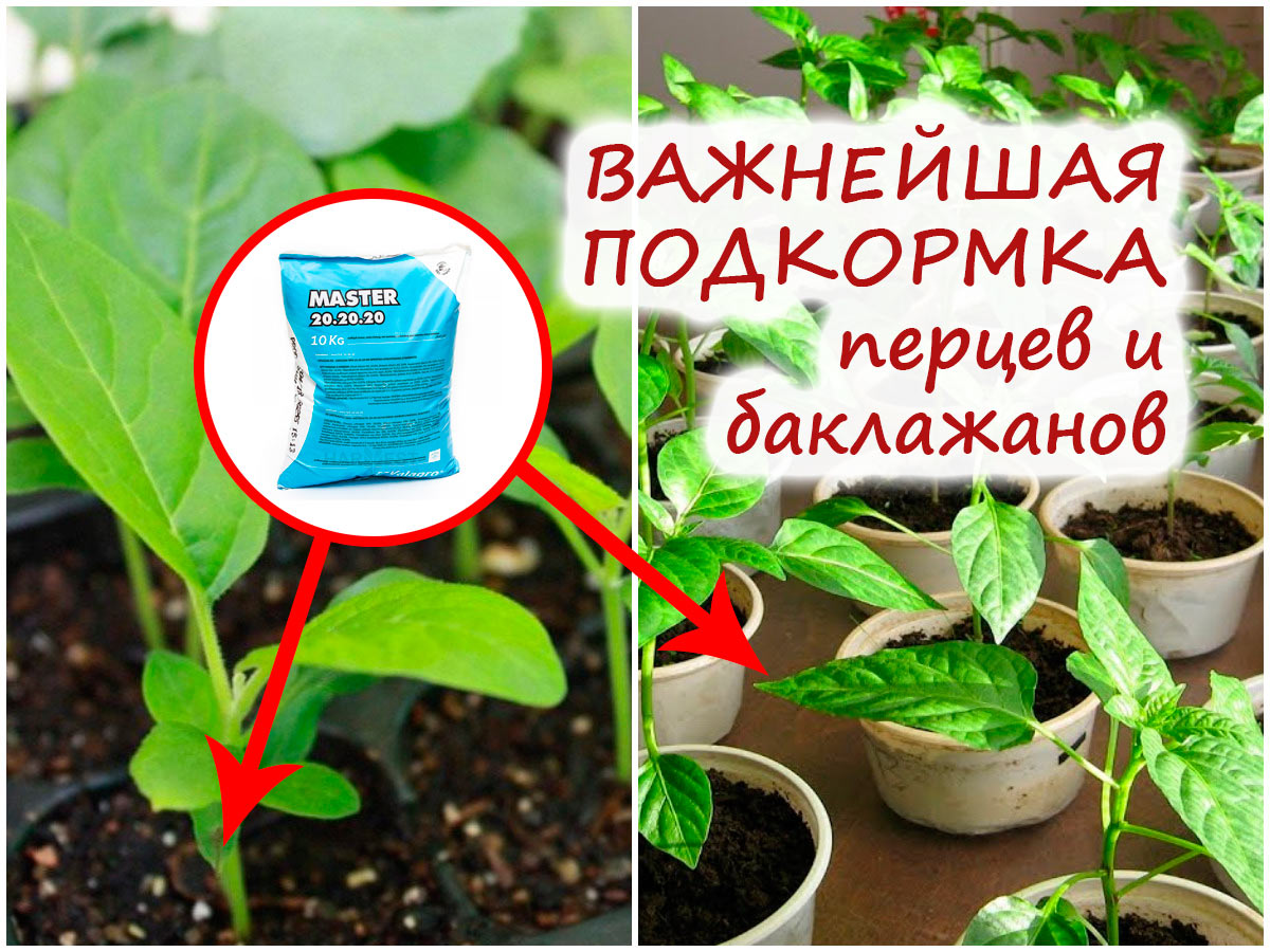 Подкормка баклажанов и перца