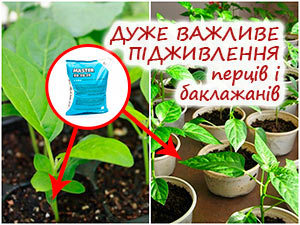 Підживлення баклажанів та перцю