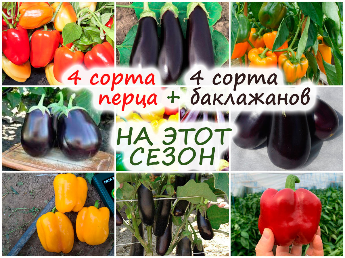 Сорта перца и баклажанов для открытого грунта