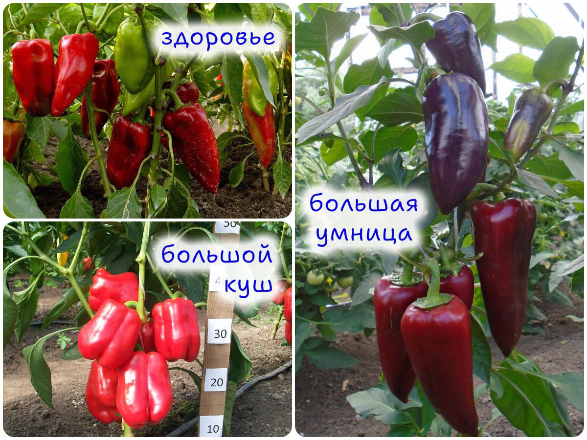 Здоровье, Большая умница, Большой куш
