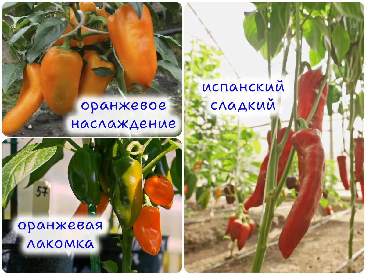 Сорта перца