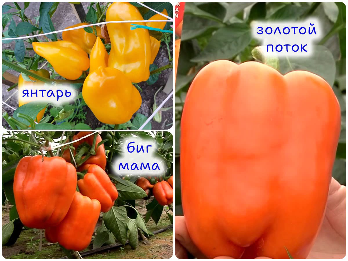 Сорта перца