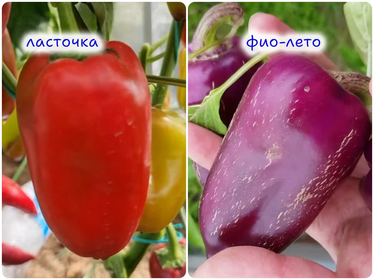 Сорта перца