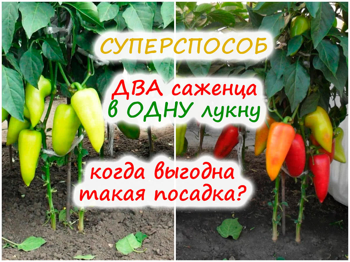 Посадка перца по два саженца в лунку