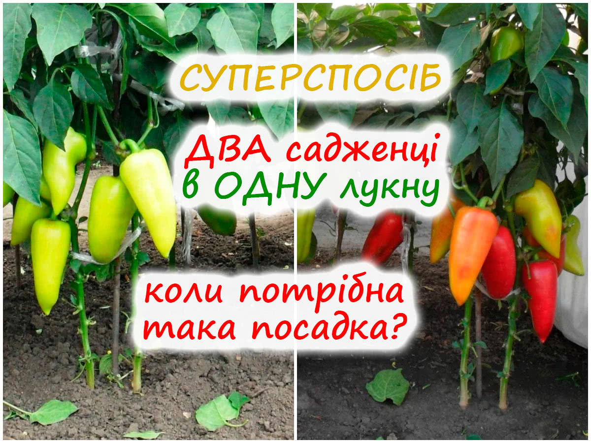Посадка перцю по два саджанці в лунку