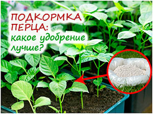 Подкормка рассады перца