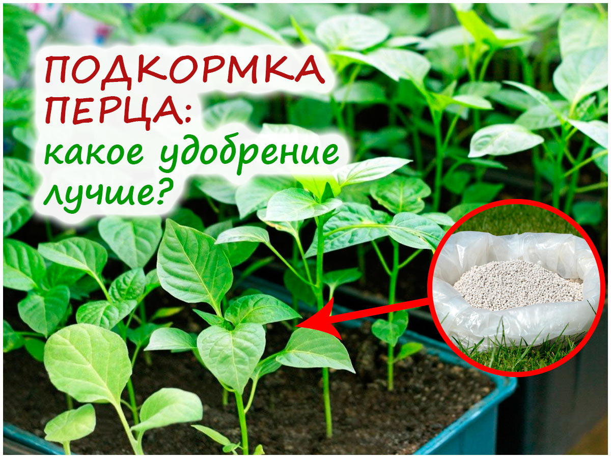 Подкормка рассады перца
