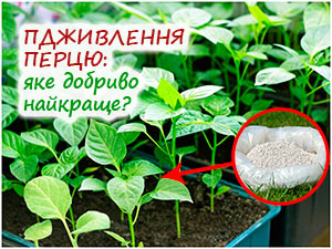 Підживлення розсади перцю