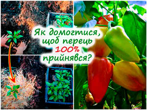 Посадка перцю в ґрунт