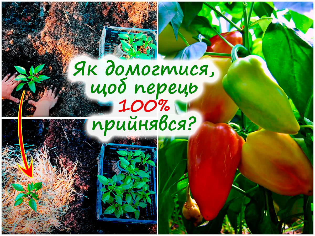 Посадка перцю в ґрунт
