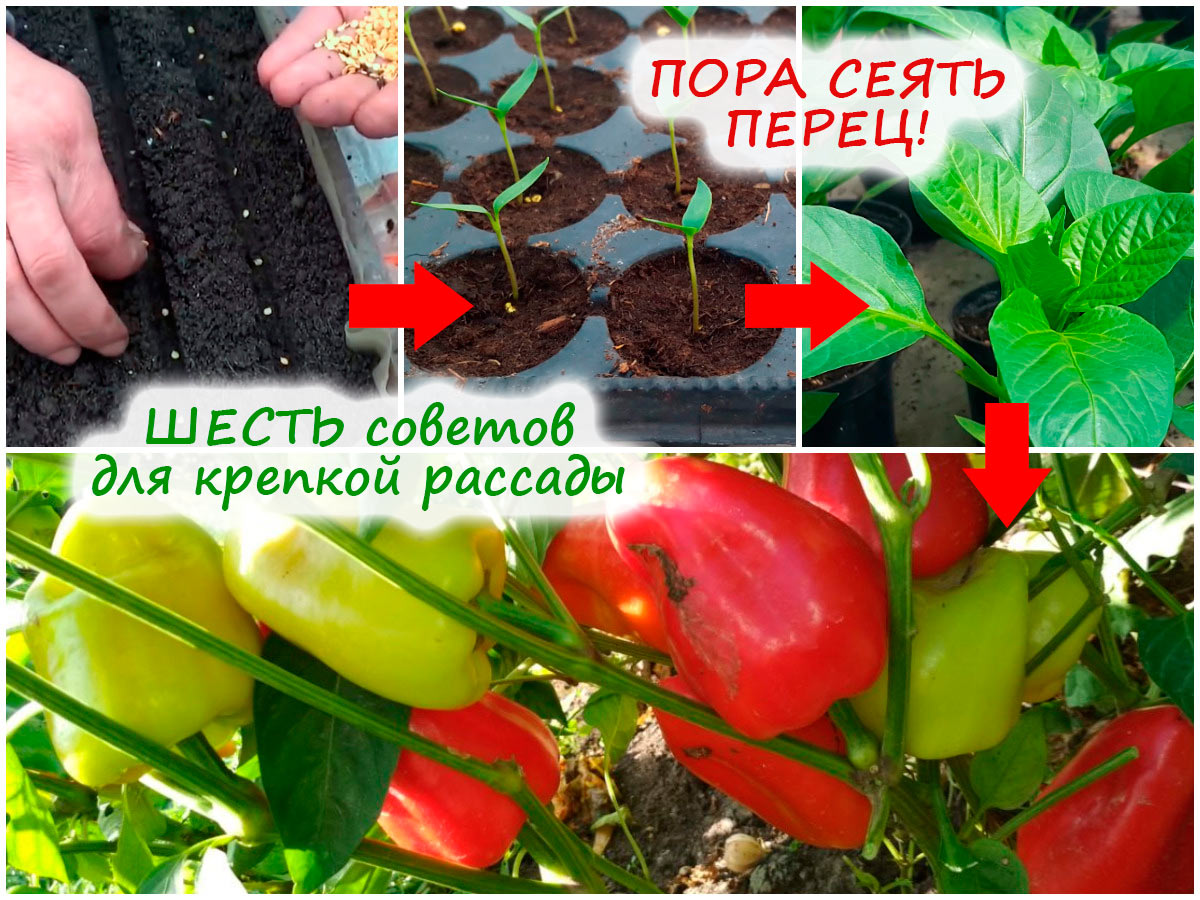Посев сладкого перца на рассаду
