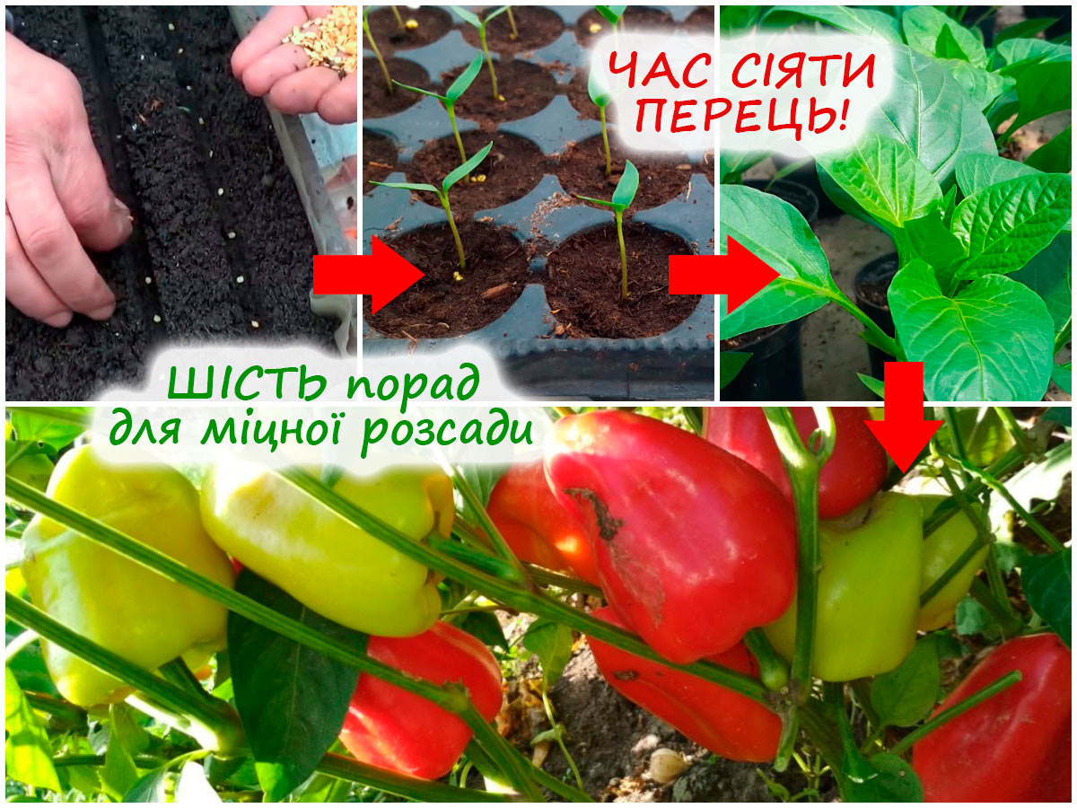 Посів солодкого перцю на розсаду